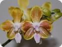 Phalaenopsis venosa x celebensis